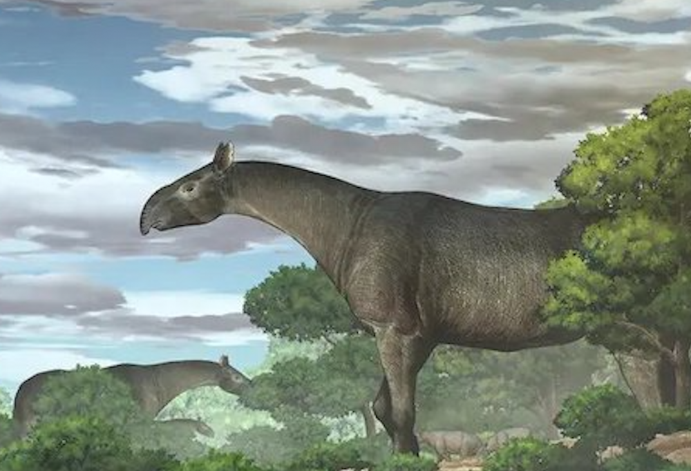 Descubren una nueva especie de rinoceronte gigante, el mamífero más grande que ha pisado la Descubren una nueva especie de rinoceronte gigante, el mamífero más grande que ha pisado la