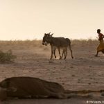 ONU: Un millón de personas desplazadas por la grave sequía en Somalia