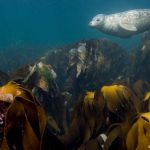 Hallan un bosque submarino de algas gigantes al sur de las Galápagos