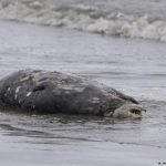 Investigan la muerte súbita de miles de focas en el Mar Caspio