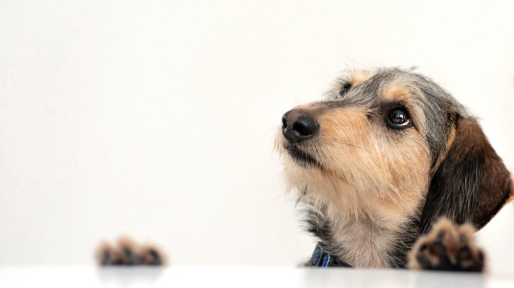 La imaginación de los perros es más compleja de lo que creíamos - National Geographic en Español