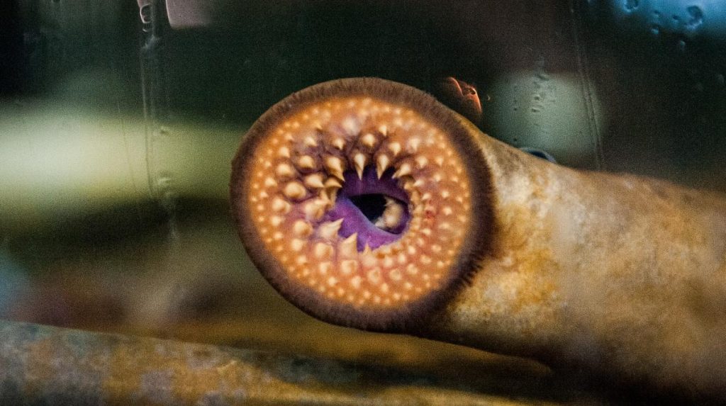 Lampreas: Estos animales tienen más en común con nosotros de lo que imaginas - National Geographic en Español