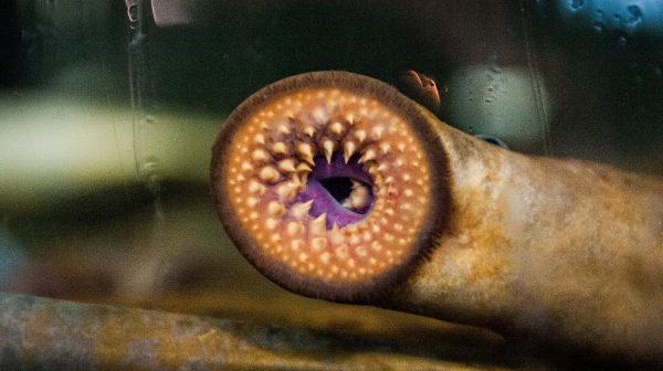 Lampreas: Estos animales tienen más en común con nosotros de lo que imaginas - National Geographic en Español
