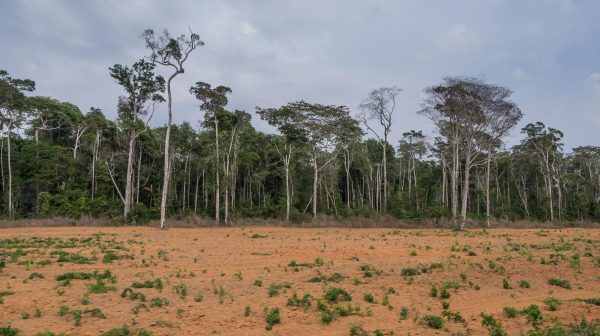 Brasil y Colombia reducen sus niveles de deforestación, pero los pulmones de la Tierra siguen agonizando - National Geographic en Español