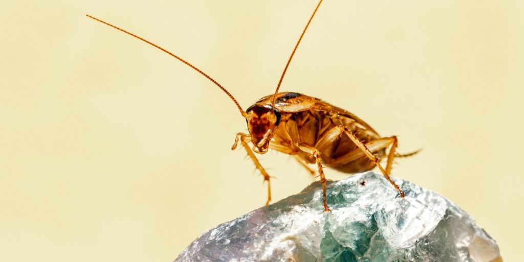 Qué sabemos de la “súper cucaracha”, el insecto que tiene en alerta a México - National Geographic en Español
