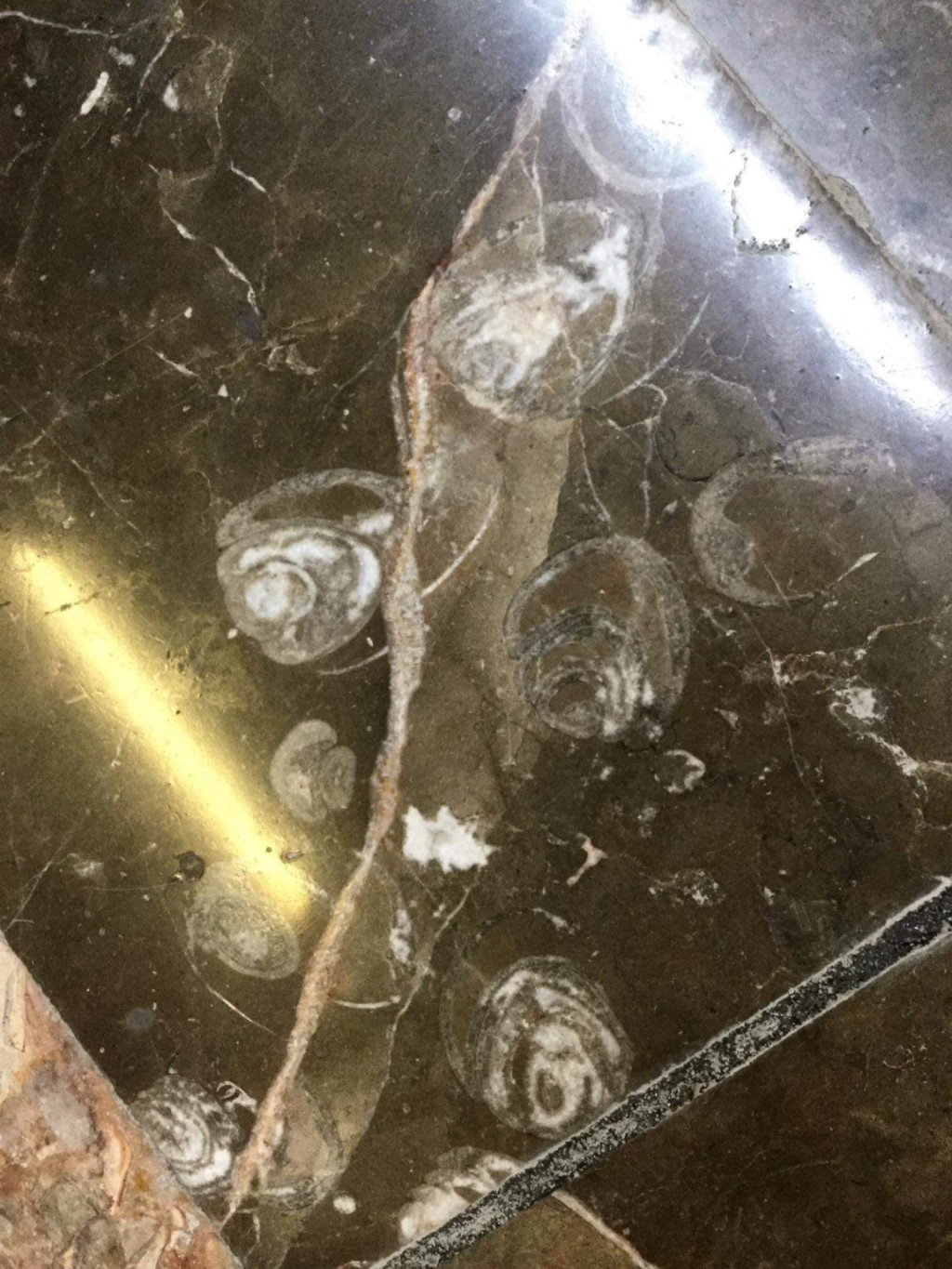 Los cazadores de fósiles del Metro y los seres que han hallado - México Desconocido