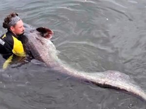 El pez más grande de París está en el río Sena: ¿Cómo es?