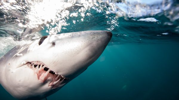 En busca de los enormes tiburones que siembran el terror en las costas de California - National Geographic en Español