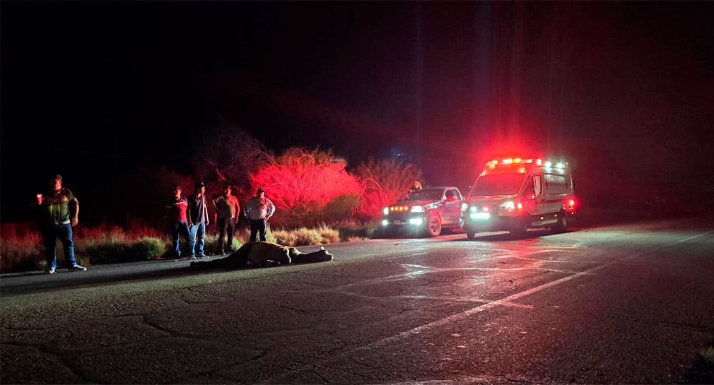 Muere caballo al ser atropellado por vehículo en carretera hacia Bahía de Kino - Proyecto Puente