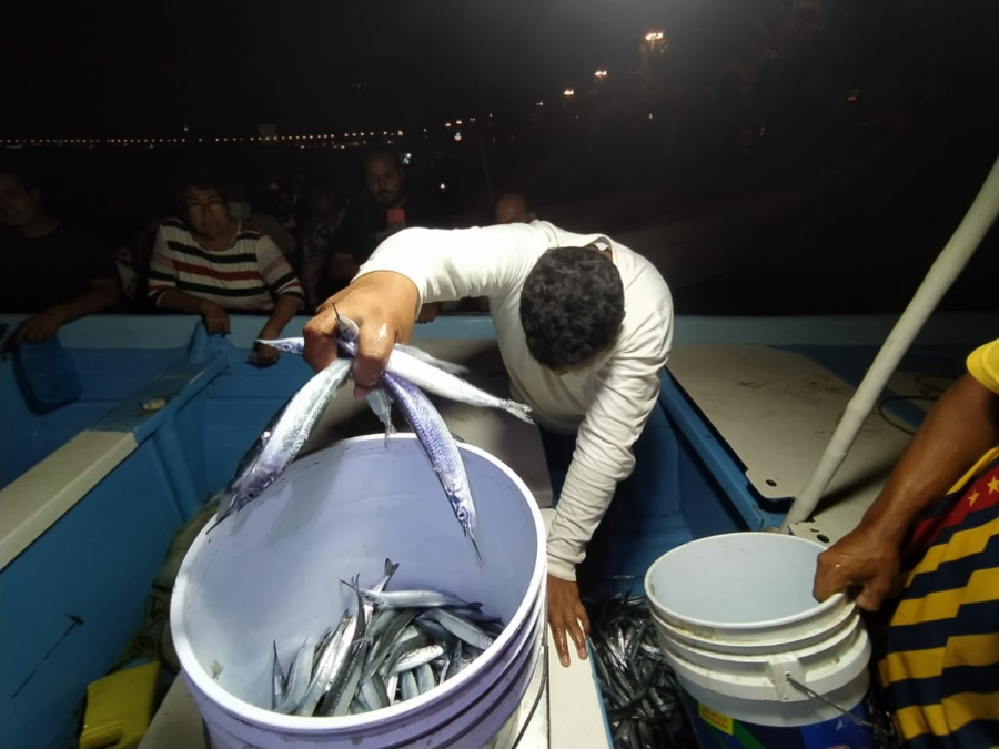 Pez pajarito, el que más le gusta a los mazatlecos - México Desconocido