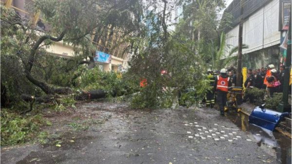 Tragedia en la Ciudad de México: mujer muere al caer árbol sobre vehículo; su bebé sobrevive - RegeneraciónMX