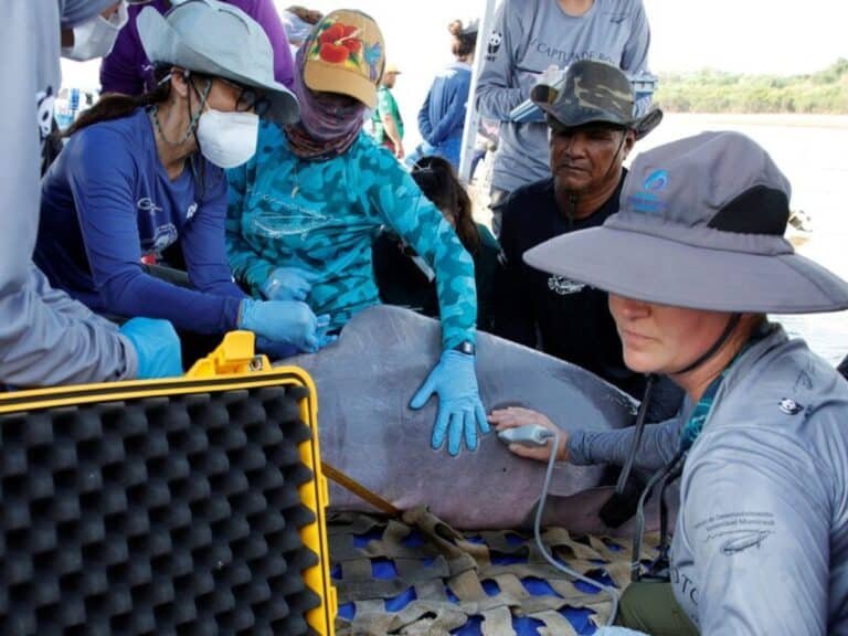 ¿Cambio climático? Investigan la muerte de delfines rosados