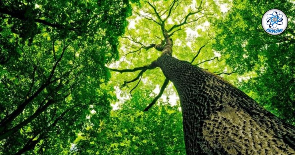 Científicos resucitan a un árbol extinto con una semilla de 1000 años de antigüedad