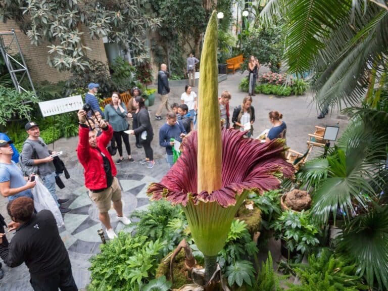 Gigante y extremadamente olorosa: así es la flor cadáver