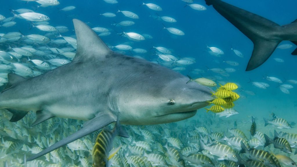 Tiburón toro, ¿tan peligroso para gritar ¡ole!? 