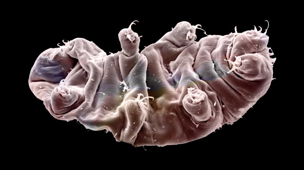 Una más para los tardígrados: los animales que desafían a la muerte también son inmunes a los microplásticos - National Geographic en Español