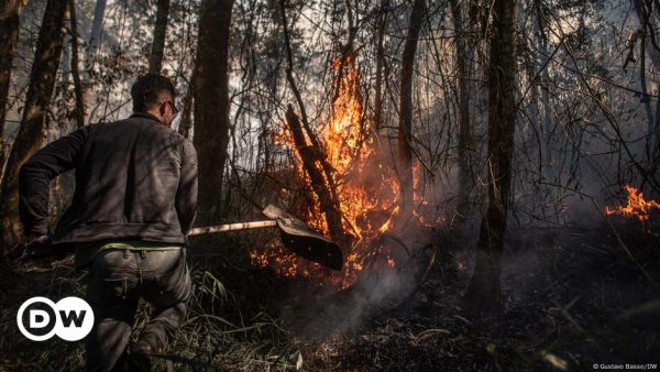 Brasil busca endurecer penas contra delitos ambientales