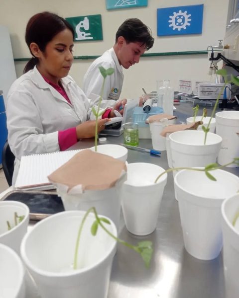 Desarrolla Universidad Tecnológica de SLRC biofertilizante a base de algas