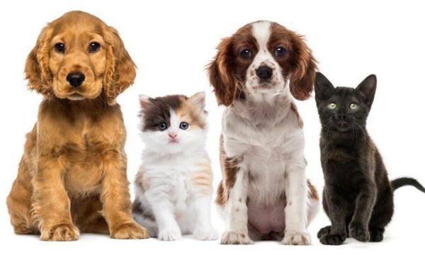 Llevarán Jornada de Esterilización a Centro Hábitat Solidaridad | Radio Sonora