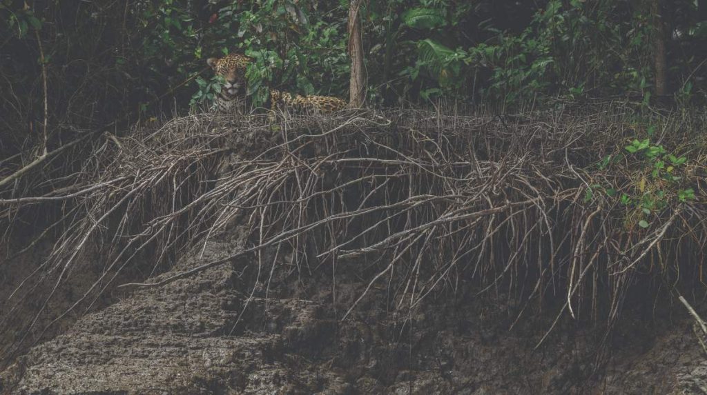 “Los bosques bajo el agua”, la otra cara del Amazonas - National Geographic en Español