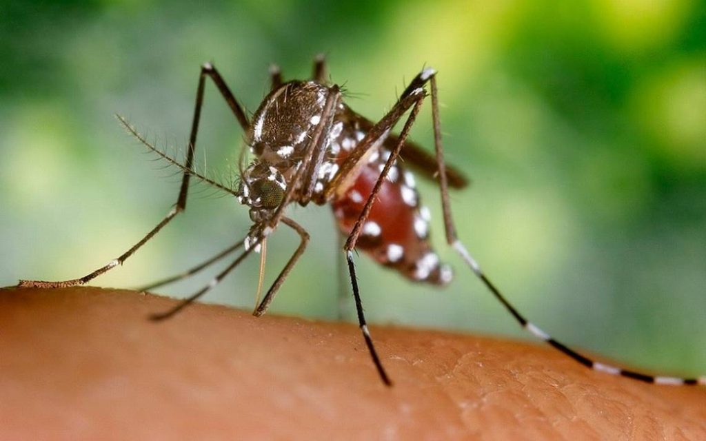 Mosquito transmisor del dengue se expande en Sonora: ¿Qué debes saber?