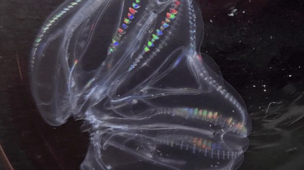 SE VOLVIERON UNO: Estos animales se fusionaron para sobrevivir - National Geographic en Español