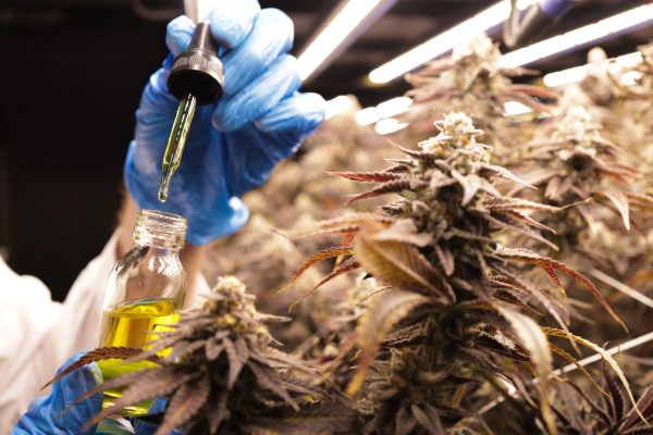 Sobredosis de marihuana: ¿realmente es imposible?