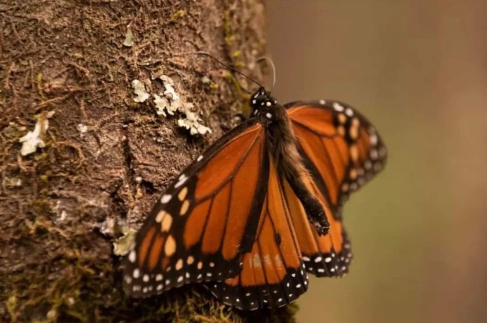 Temporada de la Mariposa Monarca 2024-2025 en Michoacán y Estado de México - México Desconocido