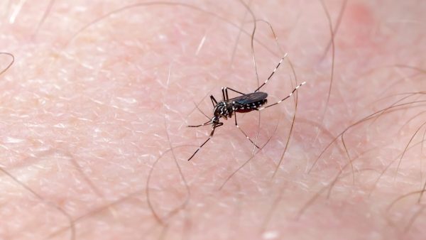 Van 84 casos de dengue en una semana, continúa alza | Radio Sonora
