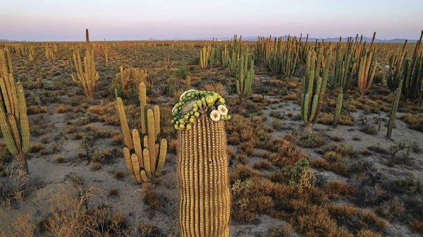 Cactus: Lo que podemos aprender de estas plantas y de su extraordinaria resistencia