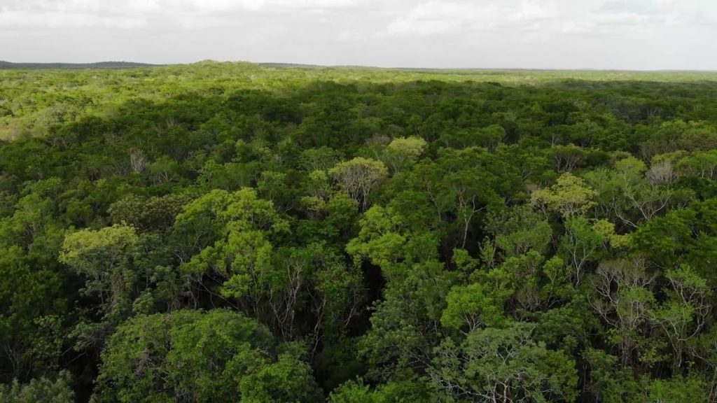 Las abejas de Hopelchén ganan batalla contra los agrotóxicos