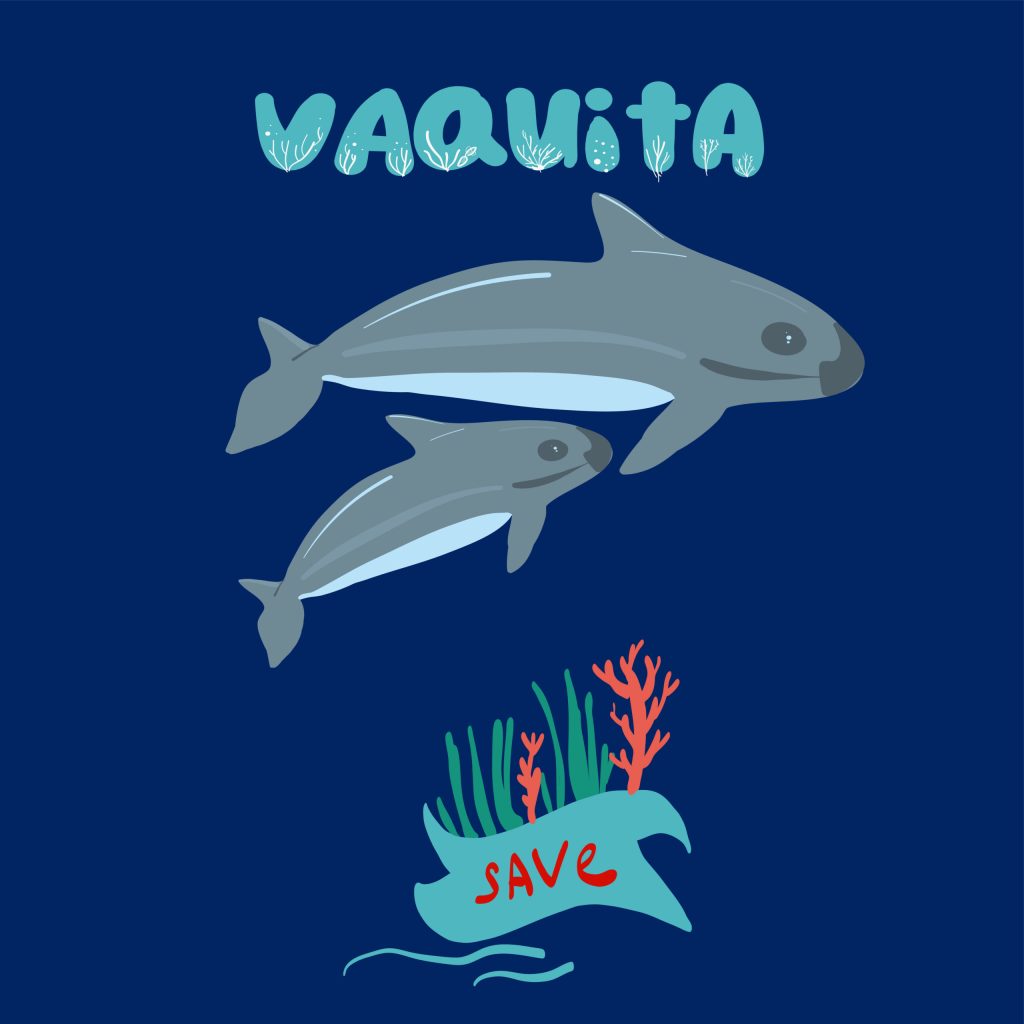 Protección de la vaquita marina es responsabilidad de todo el gobierno: Ávila Martínez