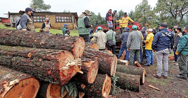 Redoblan esfuerzos contra la tala ilegal