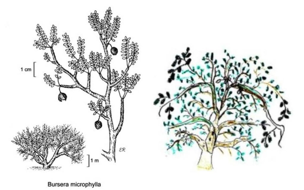 Saberes del monte | El Torote