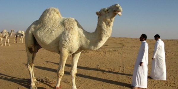 Senadores de EU piden a la FIFA reconsiderar a Arabia Saudita como sede del Mundial 2034