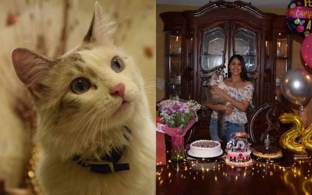 Un amor que dejó huella: Denisse recuerda a su gato Tigerman a 1 año de su partida