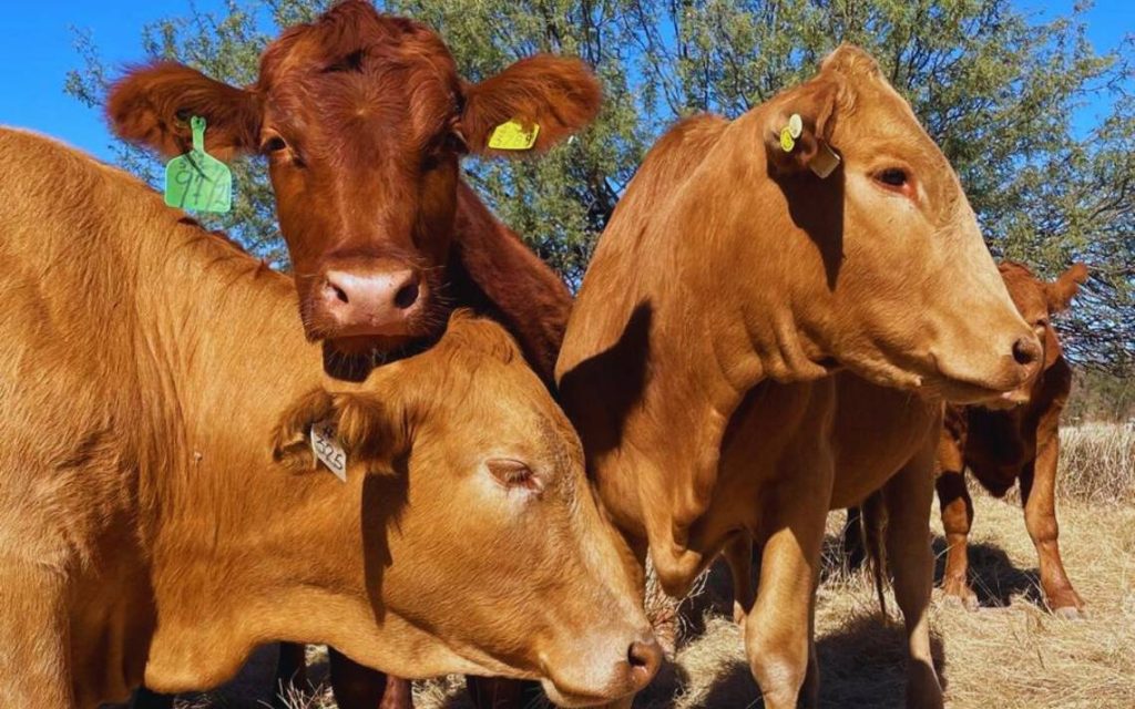 Unión Ganadera en Sonora espera reanudar exportaciones en 2025