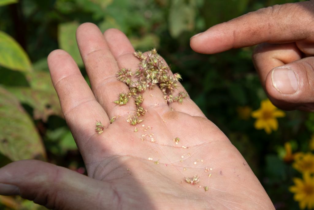 Cambio en ciclos de lluvia, sequías y heladas matan cultivos en CDMX