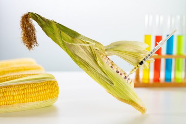 Con fallo controvertido, EU ganó a México disputa por maíz transgénico