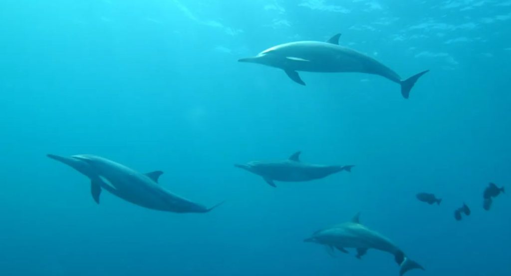 Dan positivo a fentalino delfines del Golfo de México