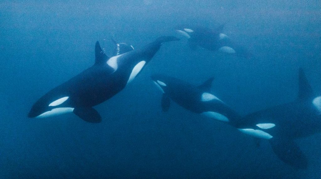En grupo y coordinadas, las orcas están cazando al pez más grande del mundo