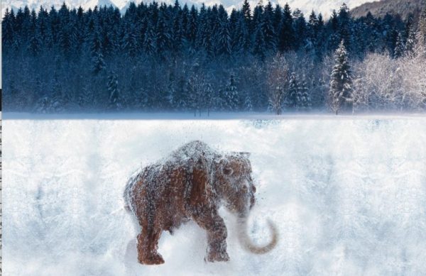 Encuentran restos de una cría de mamut con 50,000 años de antigüedad