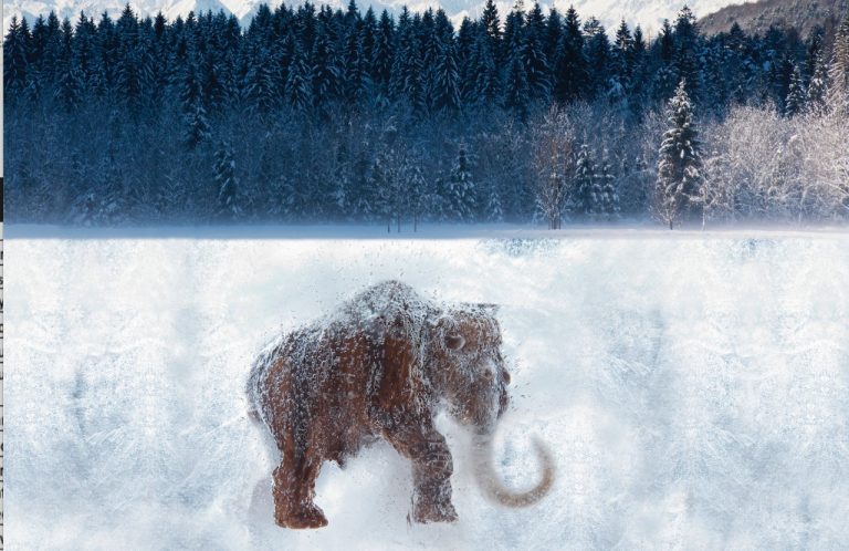 Encuentran restos de una cría de mamut con 50,000 años de antigüedad