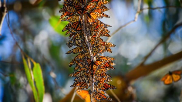 Estados Unidos propone registrar a la mariposa monarca como especie amenazada