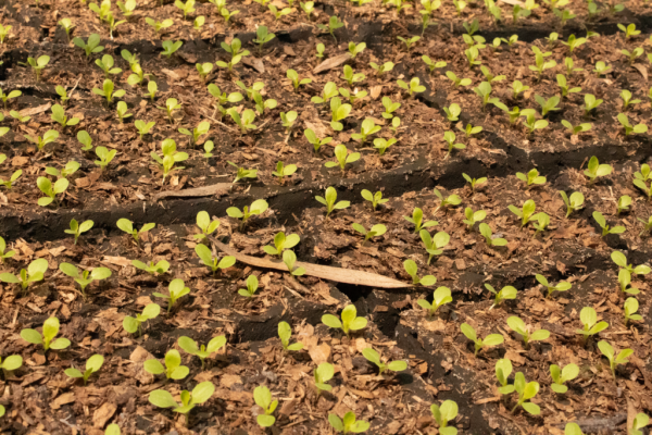 Hortalizas: cómo el atraso de las lluvias vació los canales que alimentaban la tierra