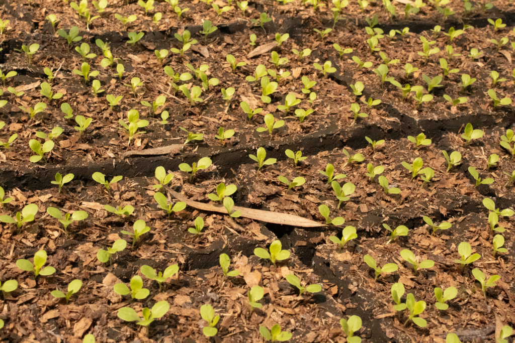 Hortalizas: cómo el atraso de las lluvias vació los canales que alimentaban la tierra
