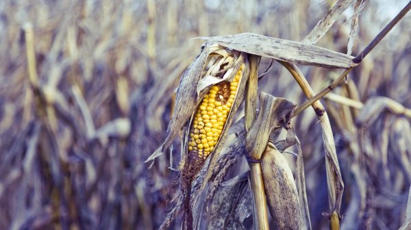 La domesticación del maíz también se habría completado en Sudamérica, sugiere nuevo hallazgo