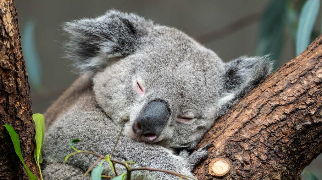 ¡Más de 20 horas al día! Estos son los animales que más duermen