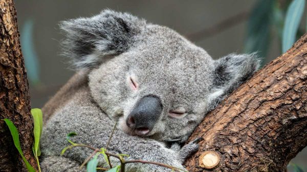 ¡Más de 20 horas al día! Estos son los animales que más duermen