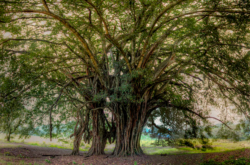 Qué hacer en Comala, Colima